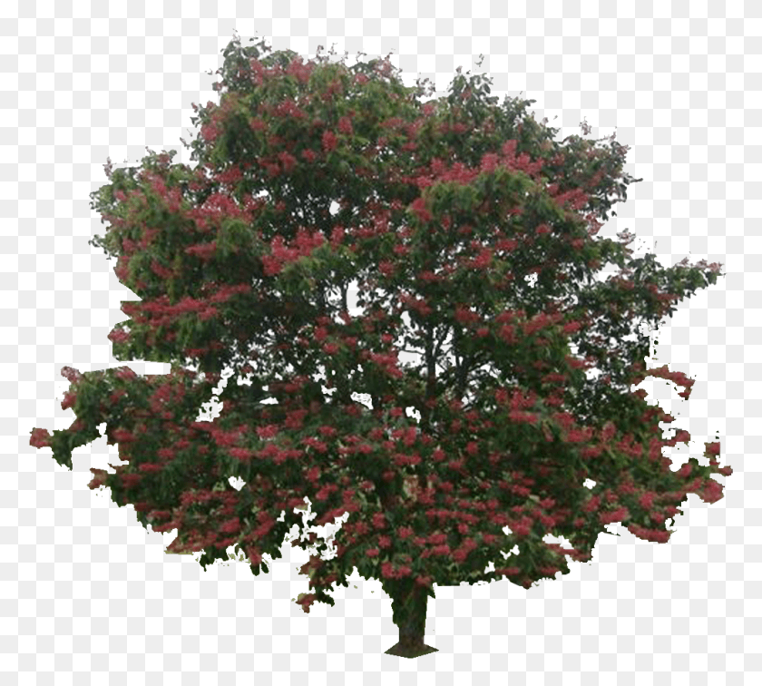 777x696 Фото Red20Buckeye Общий Конский Каштан, Дерево, Растение, Дуб Hd Png Скачать