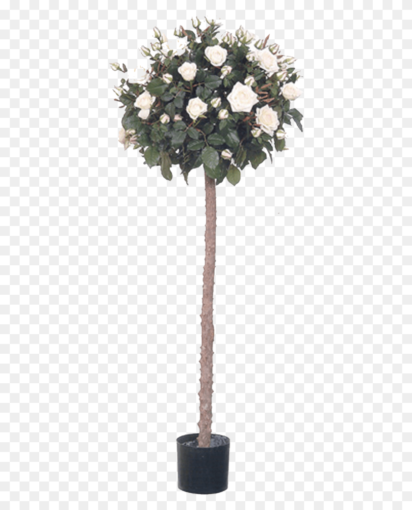400x978 Photo Rose Tree Olive, Plant, Leaf, Palm Tree HD PNG Download