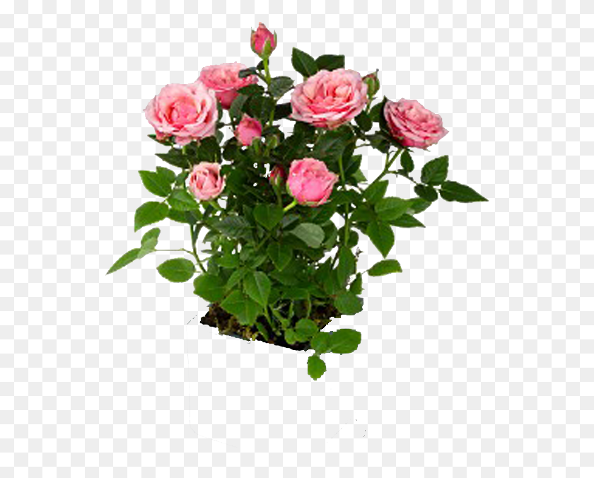 545x616 Photo Rosebushplants 2 Miniature Rose, Plant, Flower, Blossom HD PNG Download