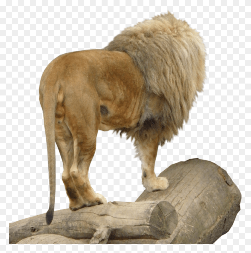 1918x1939 Photo Stock Pictures Free Photos Lion Leon Masai Lion, Mammal, Animal, Dog HD PNG Download