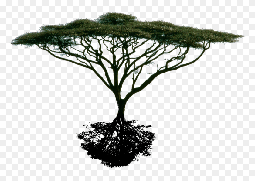 993x683 Photo Trimmedtreefinal2 Acacia Tree Silhouette, Plant, Tree, Moss HD PNG Download