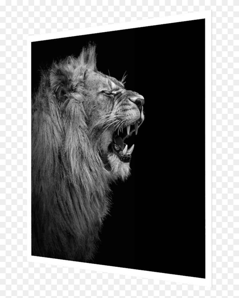 664x987 Photo Young Lion I Masai Lion, Wildlife, Mammal, Animal HD PNG Download
