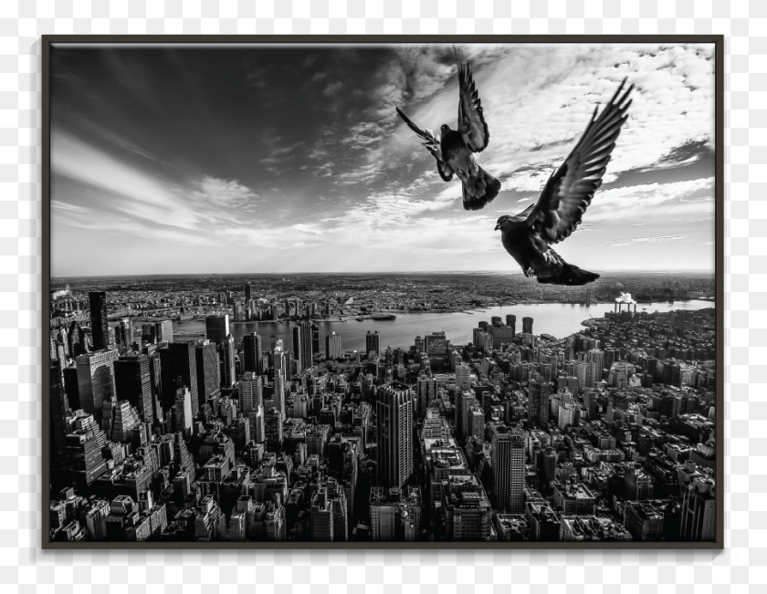 898x681 Фотографы Lane Pigeons На Небоскребе Эмпайр-Стейт-Билдинг, Город, Городской, Высотный Hd Png Скачать