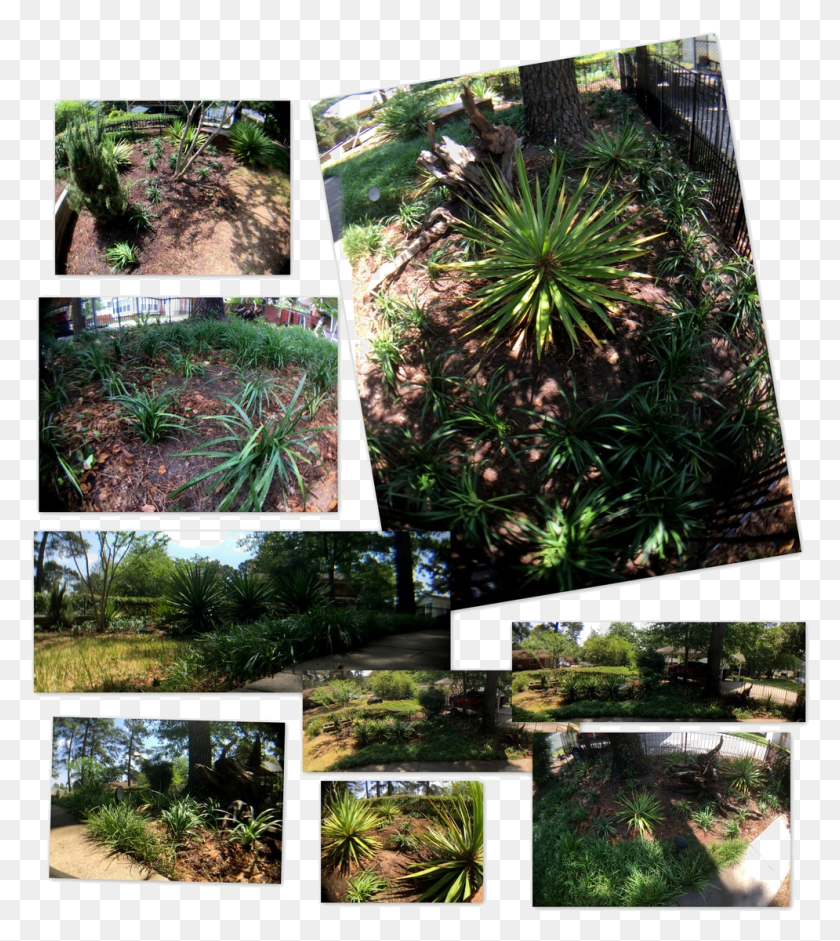 995x1124 Photography Backyard Landscaping Added More Liriope Botanical Garden, Plant, Collage, Poster HD PNG Download
