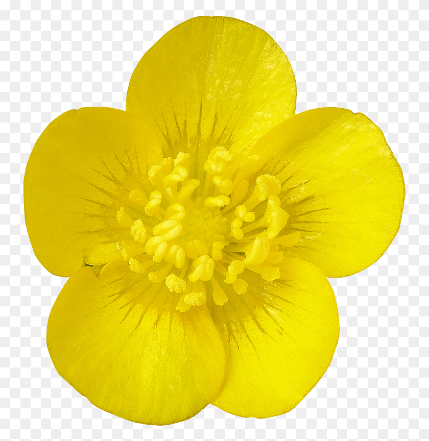 750x804 Photogriffo Buttercup Flower, Plant, Blossom, Petal HD PNG Download