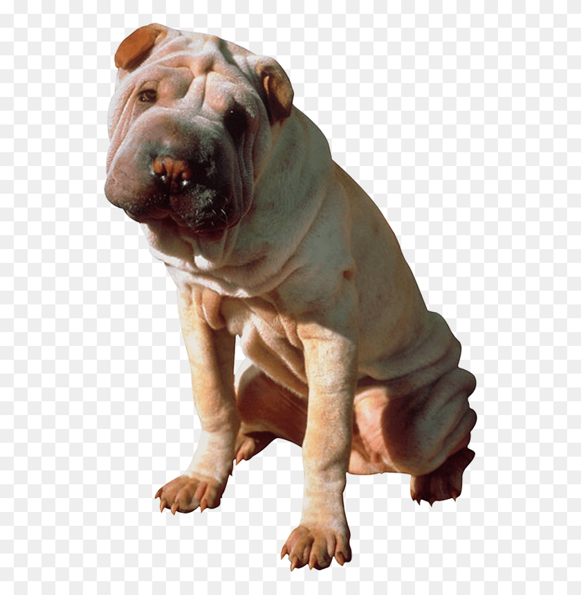 546x800 Photoobject Perro Mediano Que No Suelte Pelo, Bulldog, Dog, Pet HD PNG Download
