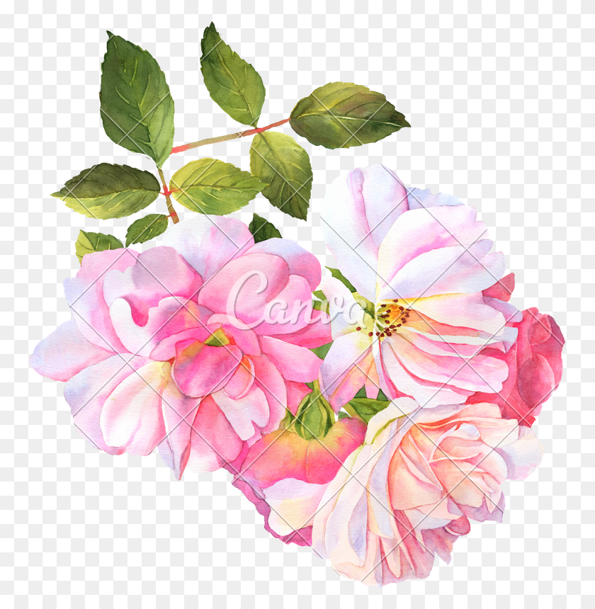 757x800 Photos By Canva Best Watercolor Flowers Transparent, Plant, Geranium, Flower HD PNG Download