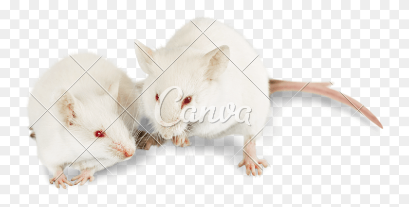 739x366 Фото Canva Mouse, Млекопитающее, Животное, Крыса Hd Png Скачать