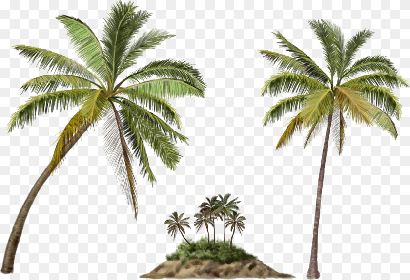 1283x879 Photos Palma Coconut Tree, Plant, Leaf, Summer, Palm Tree Clipart PNG