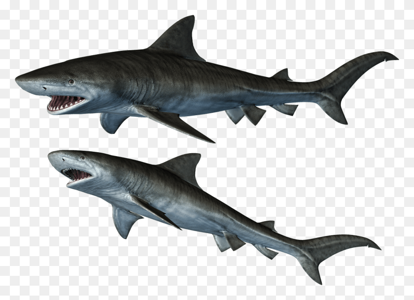 2608x1838 Фото Акулы, Акула, Морская Жизнь, Рыба Hd Png Скачать