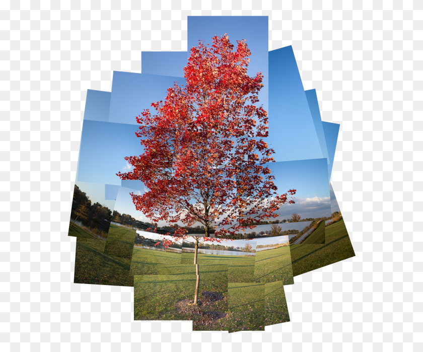 574x639 Photoshop Amp Фотоманипуляция Кленовый Лист, Дерево, Растение, Клен Hd Png Скачать