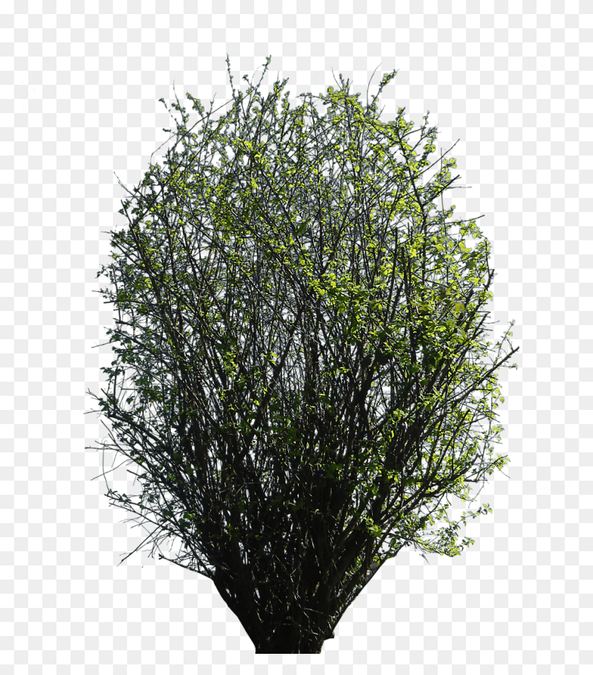957x1099 Photoshop Деревья Кусты Пруд Сосна, Растение, Дерево, Хвойное Дерево Hd Png Скачать
