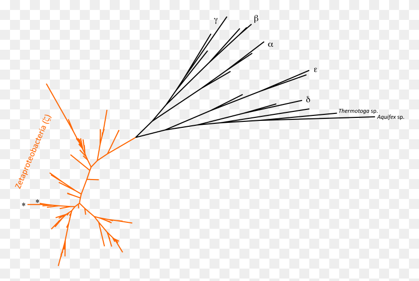 6283x4073 Phylogenetic Tree Focusing On Zetaproteobacteria Line Art, Outdoors, Leaf, Plant Descargar Hd Png