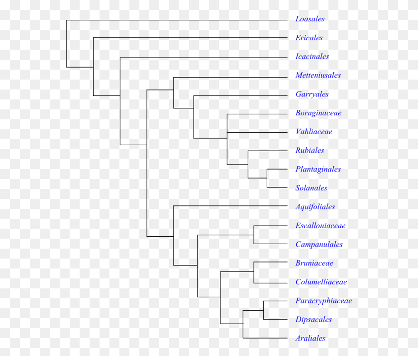 575x656 Phylogeny Of Asteridae Based On Dna Sequence Data Cyperaceae Phylogeny, Text, Outdoors, Tree HD PNG Download