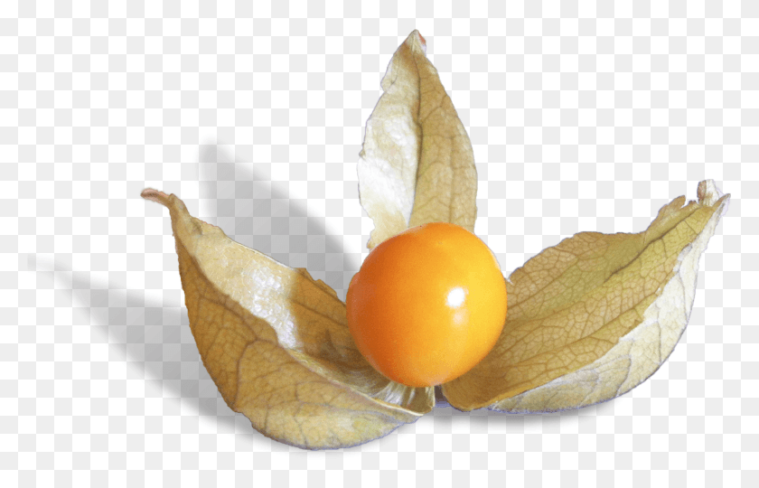 1542x950 Physalis Is A Delicious Fruit From Peru Cherry Tomatoes, Egg, Food, Plant HD PNG Download