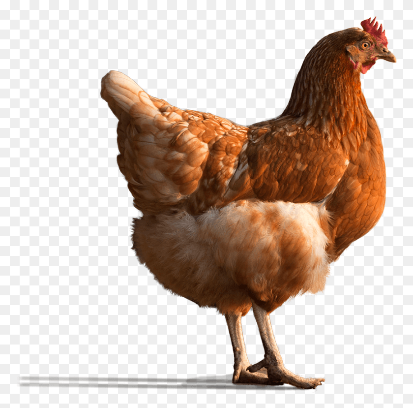 864x852 Phytobiotics Offers Different Products And Services Rooster, Chicken, Poultry, Fowl HD PNG Download