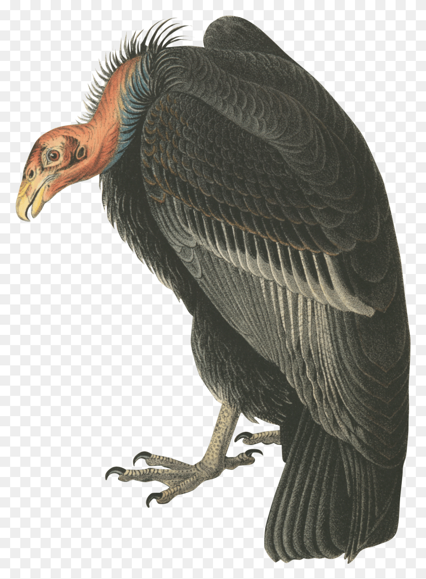 1226x1700 Pick A Bird From This Ny Public Library Digital Collection Andean Condor, Vulture, Animal, Waterfowl HD PNG Download