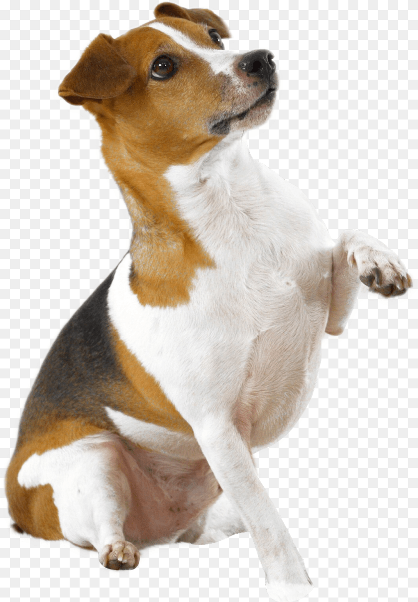 Picsart Dog Hd, Animal, Canine, Hound, Mammal Transparent PNG