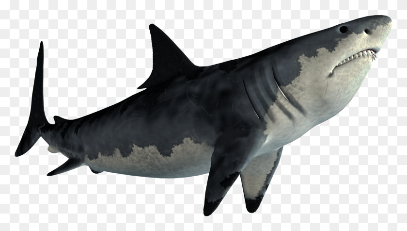 1484x792 Picsart Shark, Sea Life, Animal, Fish HD PNG Download
