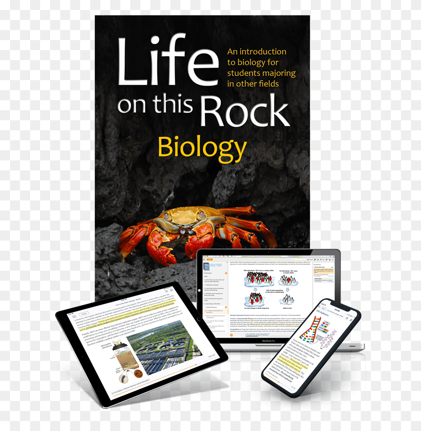620x800 Picture Biology, Lobster, Seafood, Sea Life HD PNG Download