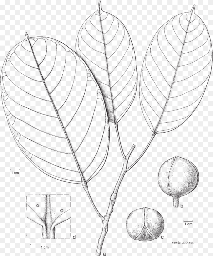 850x1024 Picture Blumeodendron Subrotundifolium Sketch, Leaf, Plant, Art, Annonaceae Sticker PNG