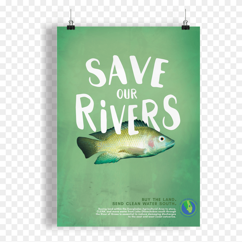 555x782 Picture Carp, Fish, Animal, Perch HD PNG Download