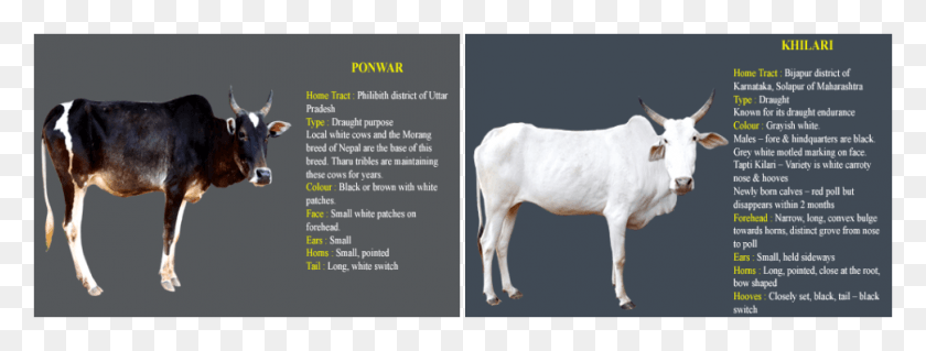 971x323 Картинка Корова Информация На Каннада, Крупный Рогатый Скот, Млекопитающее, Животное Hd Png Скачать