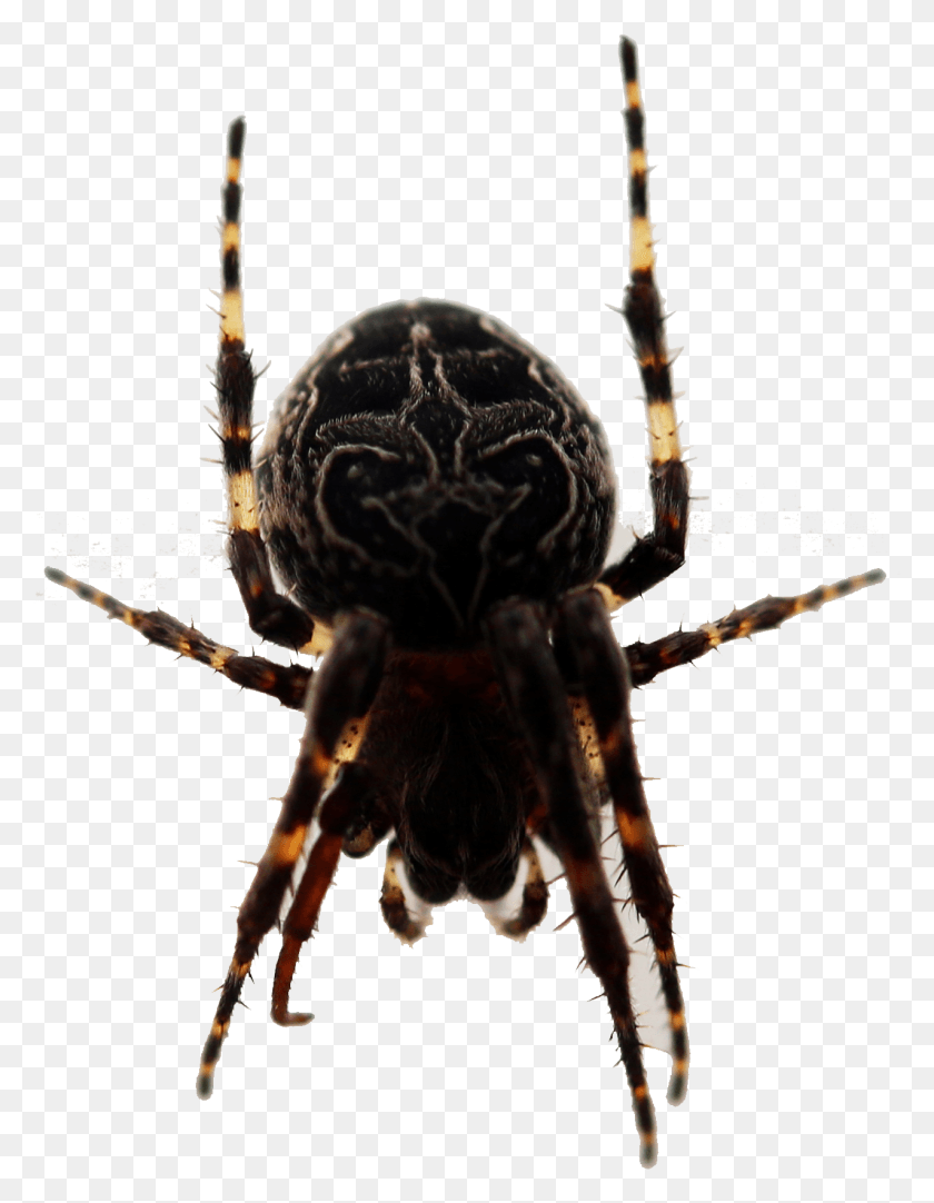 1276x1672 Picture European Garden Spider Barn Insect Widow Transprent, Garden Spider, Invertebrate, Animal HD PNG Download