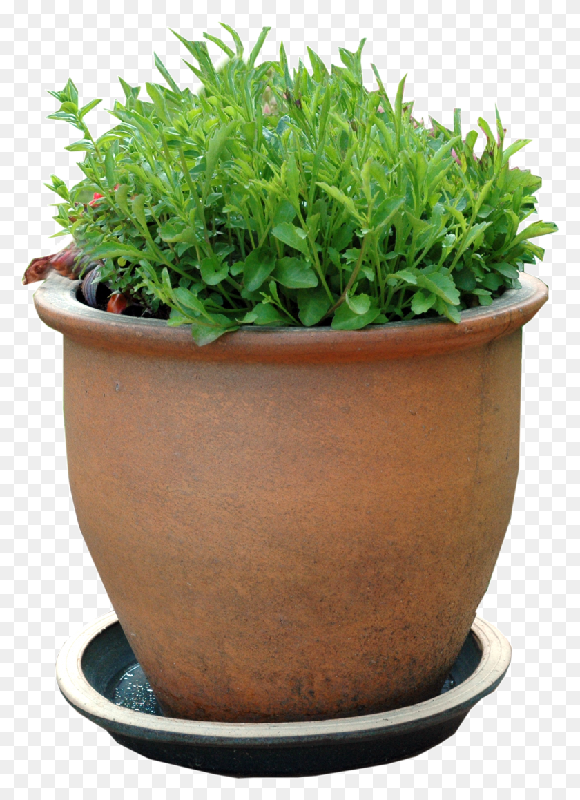 1285x1810 Picture Flowerpot, Potted Plant, Plant, Vase HD PNG Download