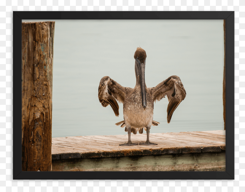 871x669 Picture Frame, Wood, Bird, Animal HD PNG Download