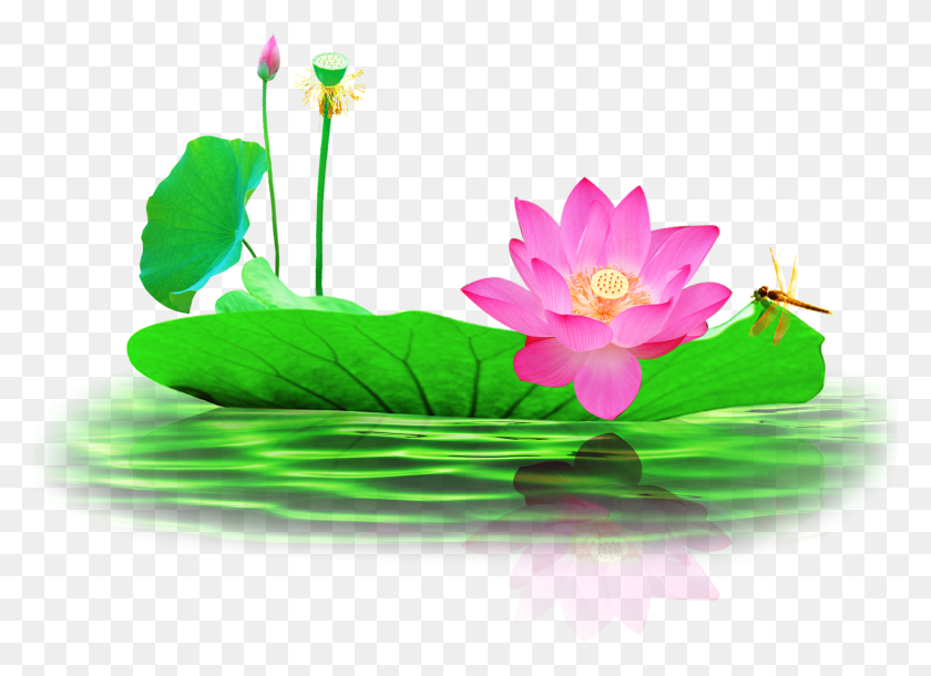 2491x1758 Picture Free Nelumbo Nucifera Pond Lotus Transprent Lotus Pond, Plant, Flower, Blossom HD PNG Download