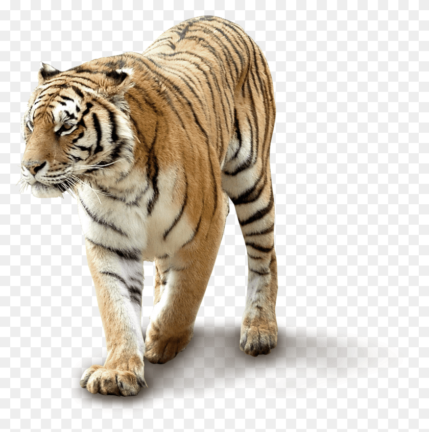 2359x2379 Picture Free Stock Siberian Cat Telescope Transprent Tiger HD PNG Download