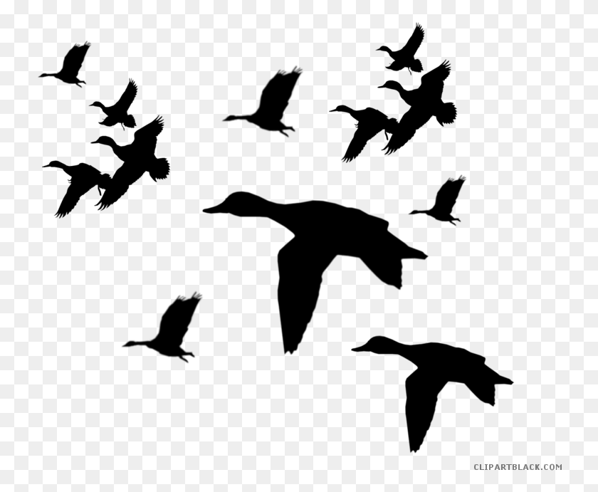 738x631 Picture Freeuse Duck Clipartblack Com Animal Free Black Duck Call Silhouette, Gray, World Of Warcraft HD PNG Download