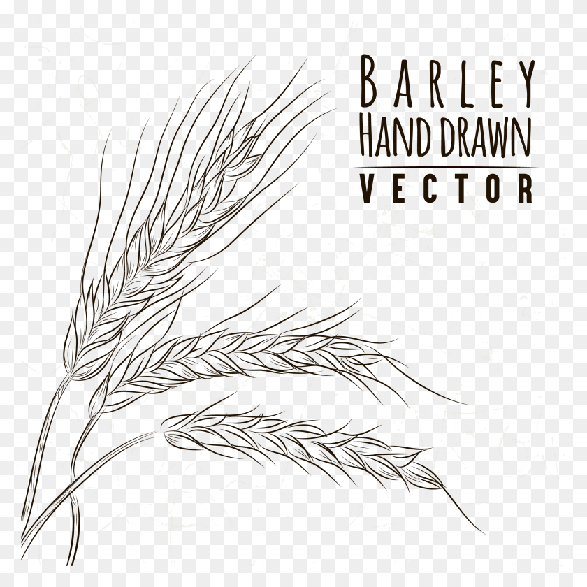 2482x2482 Picture Freeuse Library Grasses Line Art Sketch Painted Barley Drawing, Nature, Outdoors, Night HD PNG Download