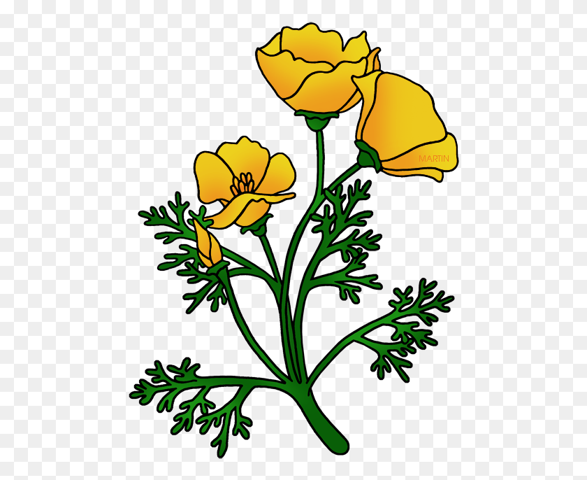 474x626 Picture Freeuse Library Poppy Clipart Golden California Poppy Clip Art, Plant, Flower, Blossom HD PNG Download