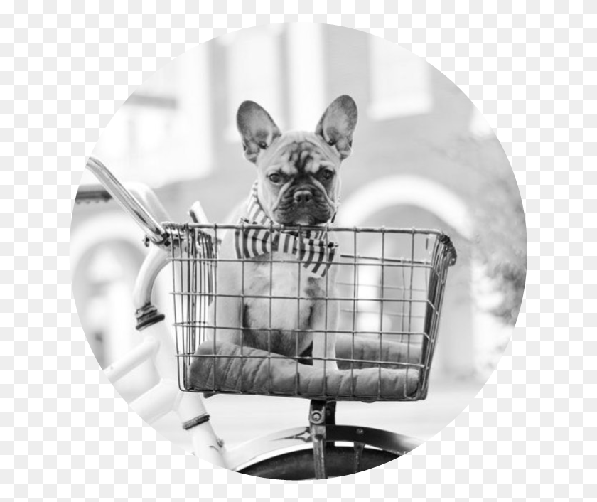 646x646 Picture French Bulldog, Canine, Mammal, Animal HD PNG Download
