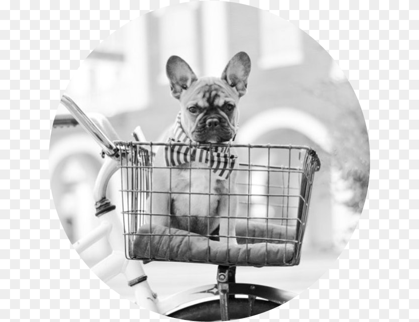 646x646 Picture French Bulldog, Photography, Animal, Canine, Dog Clipart PNG