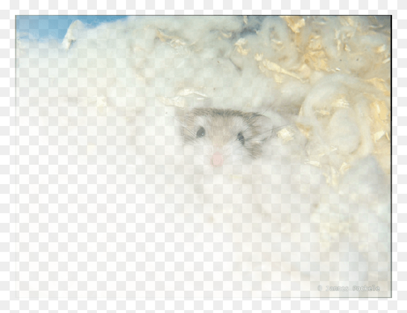 874x657 Picture Gerbil, Hamster, Pet, Rodent HD PNG Download