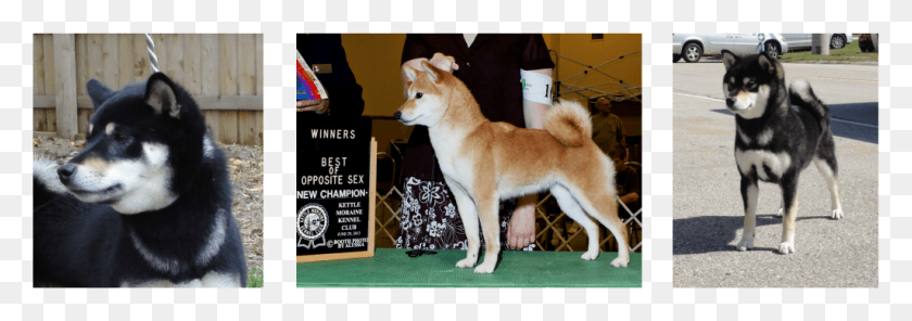 1024x310 Picture Hokkaido, Dog, Pet, Canine HD PNG Download