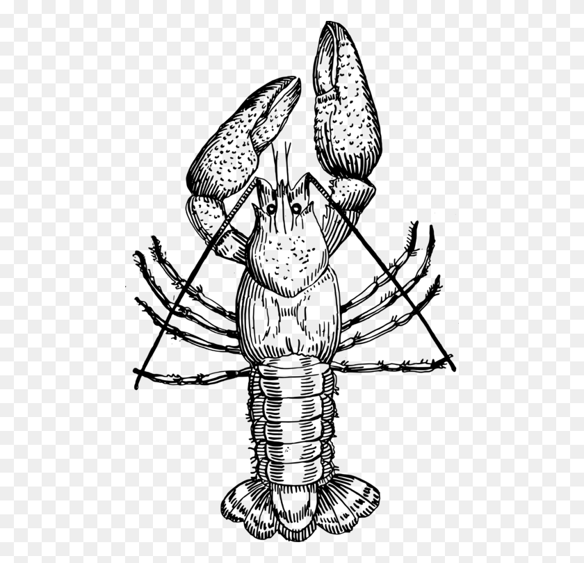 480x750 Picture Library Crawfish Clipart Crayfish Drawing Of Cray Fish, Gray, World Of Warcraft HD PNG Download