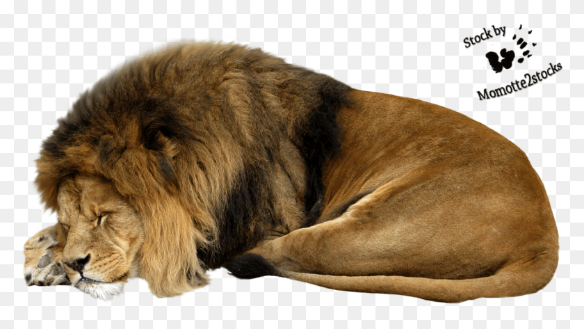 1196x634 Picture Library Cut Out Stock By Momotte Stocks Girl And A Lion, Wildlife, Mammal, Animal HD PNG Download