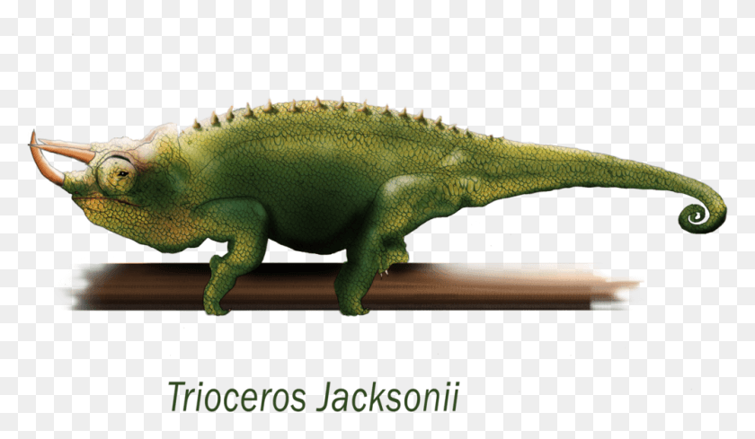 1001x551 Picture Library Library Jackson S Chameleon Digital Jackson Chameleon, Lizard, Reptile, Animal HD PNG Download