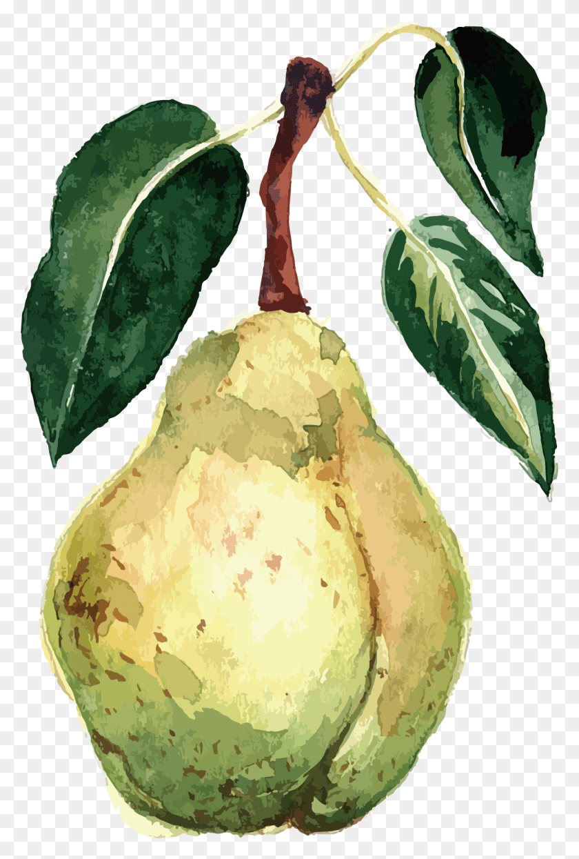 1228x1866 Picture Library Watercolor Painting Fruit Watercolor Fruit Vector Free, Plant, Food, Pear HD PNG Download