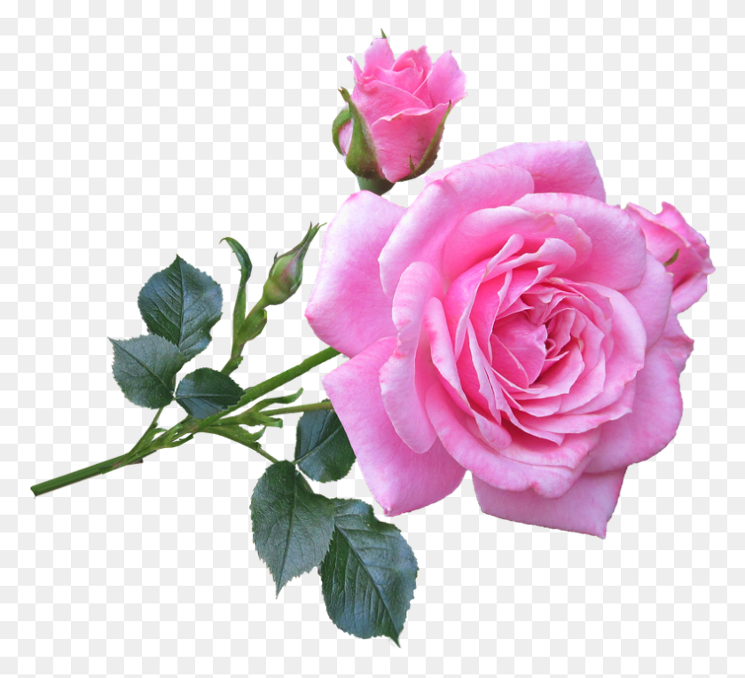 789x713 Descargar Png Imagen De Una Rosa Rosa, Buenos Días Imágenes Con Flores De Color Rosa, Flor, Planta, Flor Hd Png