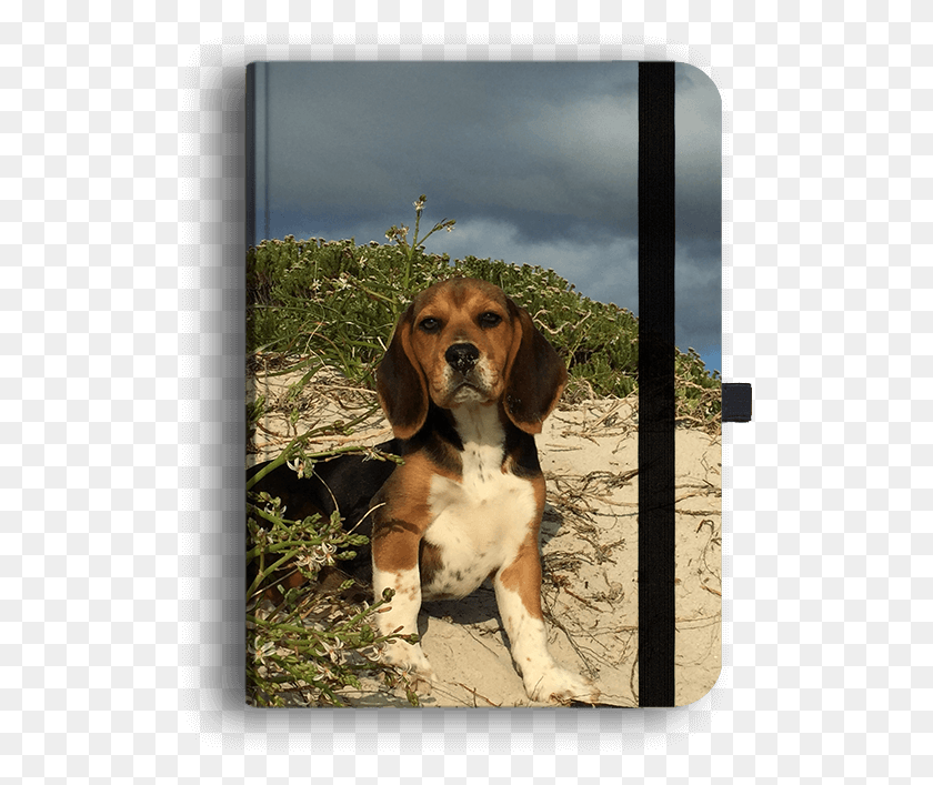 514x647 Descargar Png Picture Of Beagle Luxury Journal Beagle Harrier, Perro, Mascota, Canino Hd Png