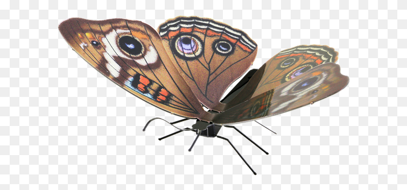 606x332 Иллюстрация Бабочки Конского Глаза Траурный Плащ, Насекомое, Беспозвоночное Животное, Животное Png Скачать