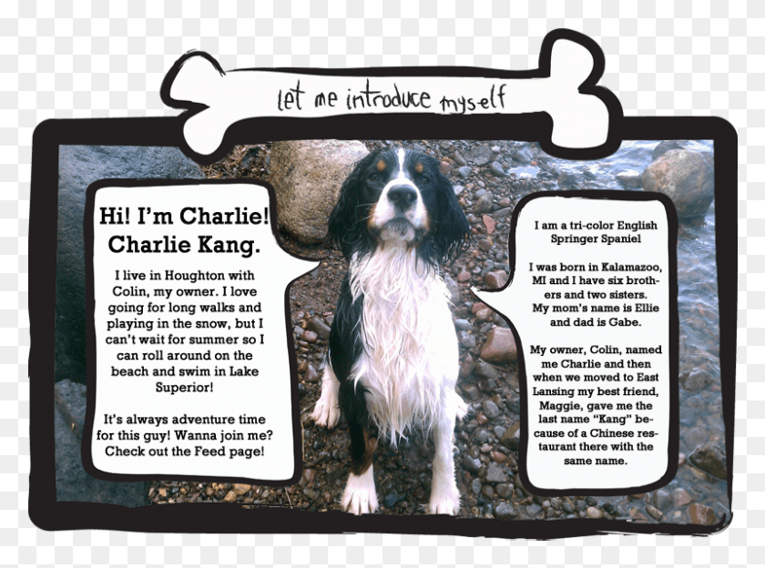 799x578 Picture Of Charlie The Dog About, Poster, Advertisement, Pet HD PNG Download