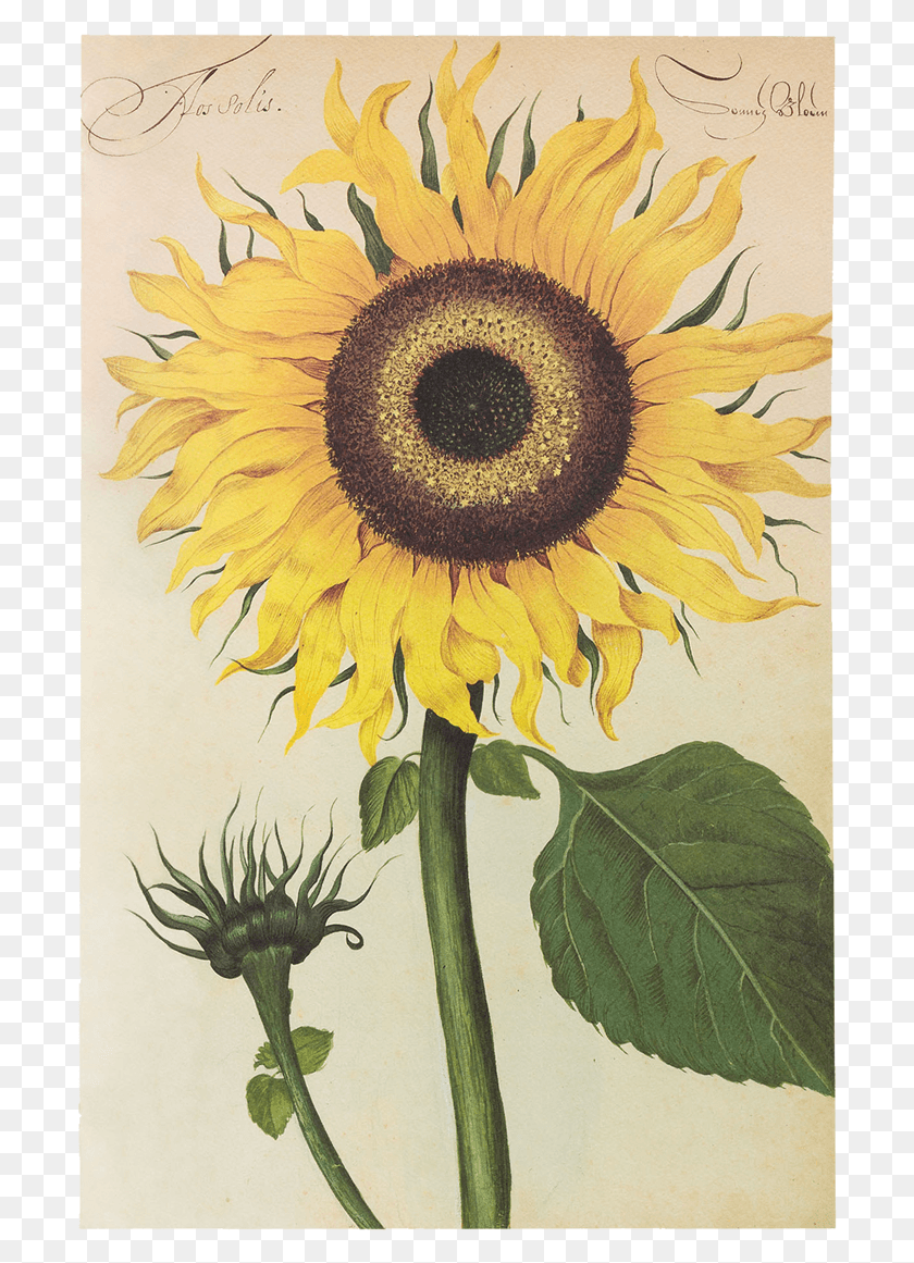 698x1101 Picture Of Sunflower Flower Plates De Geest Erbario Girasole, Plant, Blossom, Bird HD PNG Download