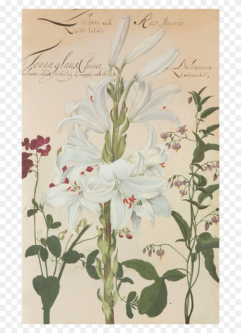 692x1098 Picture Of White Lily Flower Plates De Geest Giglio Botanica, Floral Design, Pattern, Graphics HD PNG Download