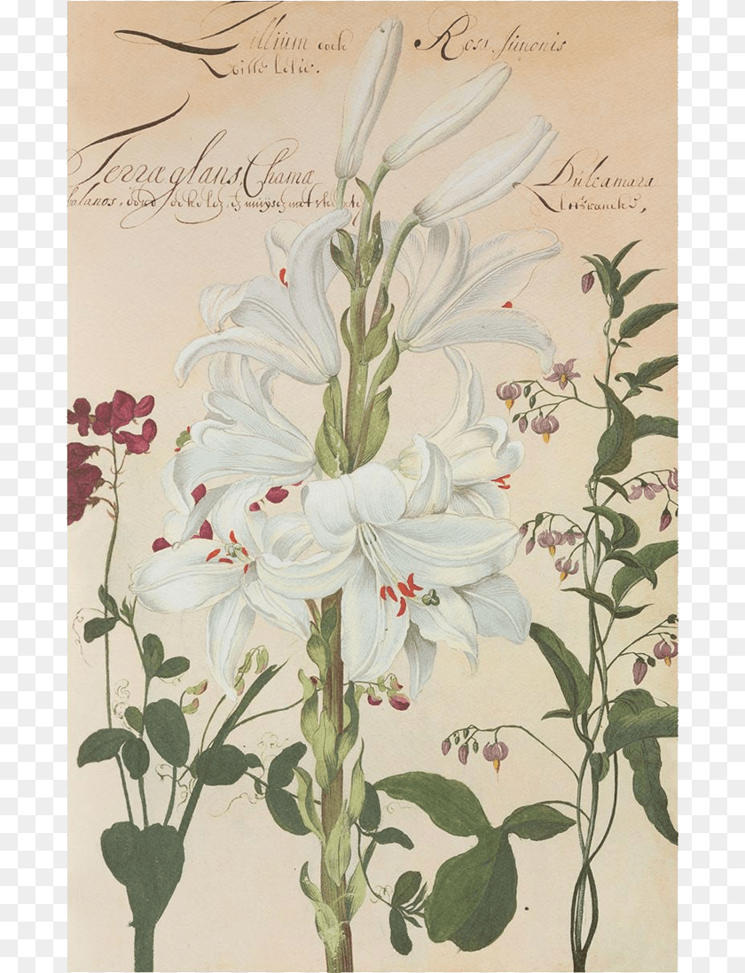 692x1098 Picture Of White Lily Flower Plates De Geest Giglio Botanica, Plant, Petal, Art, Painting PNG